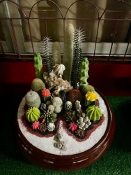 20241224033141.jpg - ผลงานการจัดสวนถาด ชนะเลิศ 3 รายการ รองชนะเลิศ 1 รายการ | https://ssl.ac.th