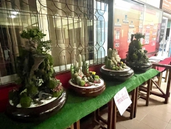 20241224033149.jpg - ผลงานการจัดสวนถาด ชนะเลิศ 3 รายการ รองชนะเลิศ 1 รายการ | https://ssl.ac.th